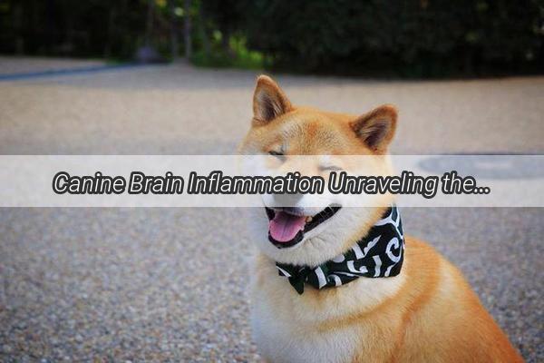 Canine Brain Inflammation Unraveling the Hidden Threat to Our Furry Companions